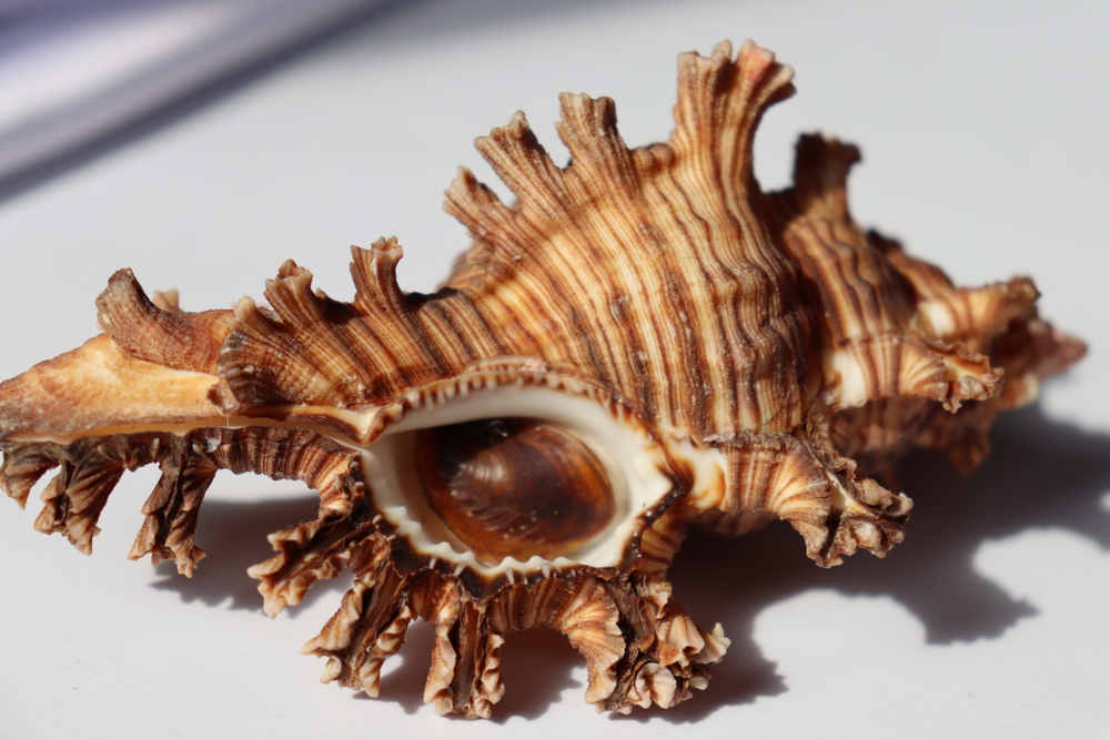 Мурекс Ветка Розы (Chicoreus palmarosae), 10см, 1шт