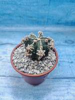 Astrophytum Myriostigma "Hakujo Fukuryu" (Астрофитум)