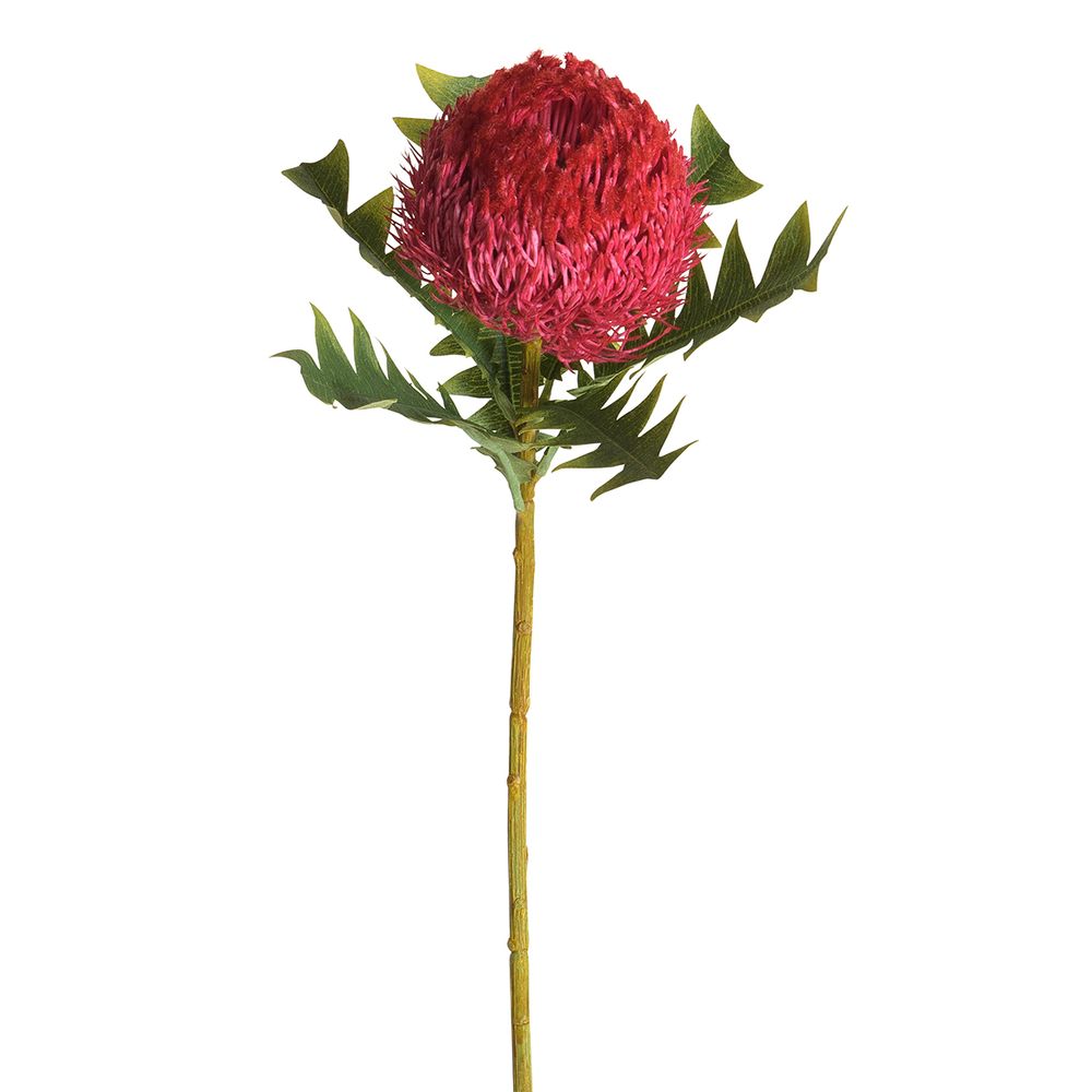 Цветок декоративный Fiebiger Floristik: Банксия, 211740-560 Цветок декоративный Fiebiger Floristik: Банксия, 211740-560