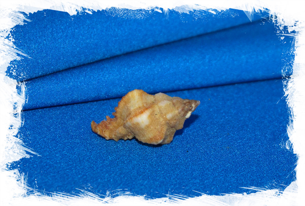 Hexaplex angularis
