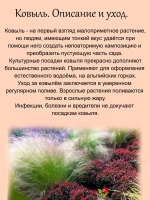 Злак Ковыль степной многолетний