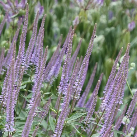 Вероникаструм виргинский "Fascination". Veronicastrum virginicum "Fascination".
