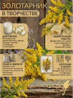 Золотарник (Золотая розга) для свечей
