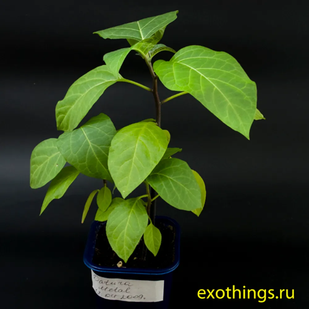 Datura Metal (Дурман Индийский)