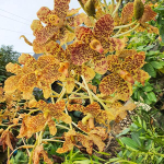 Орхидея GRAMMATOPHYLLUM SPECIOSUM (Н90)