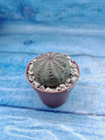 Euphoria Obesa (Эуфорбия)