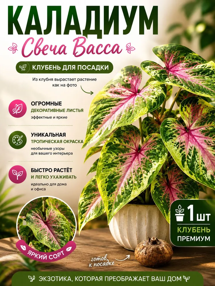 Каладиум cвеча Васса клубень — живое растение