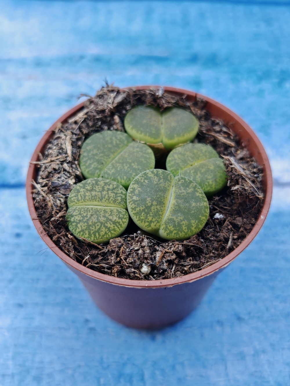 Lithops sp. (Литопсы)