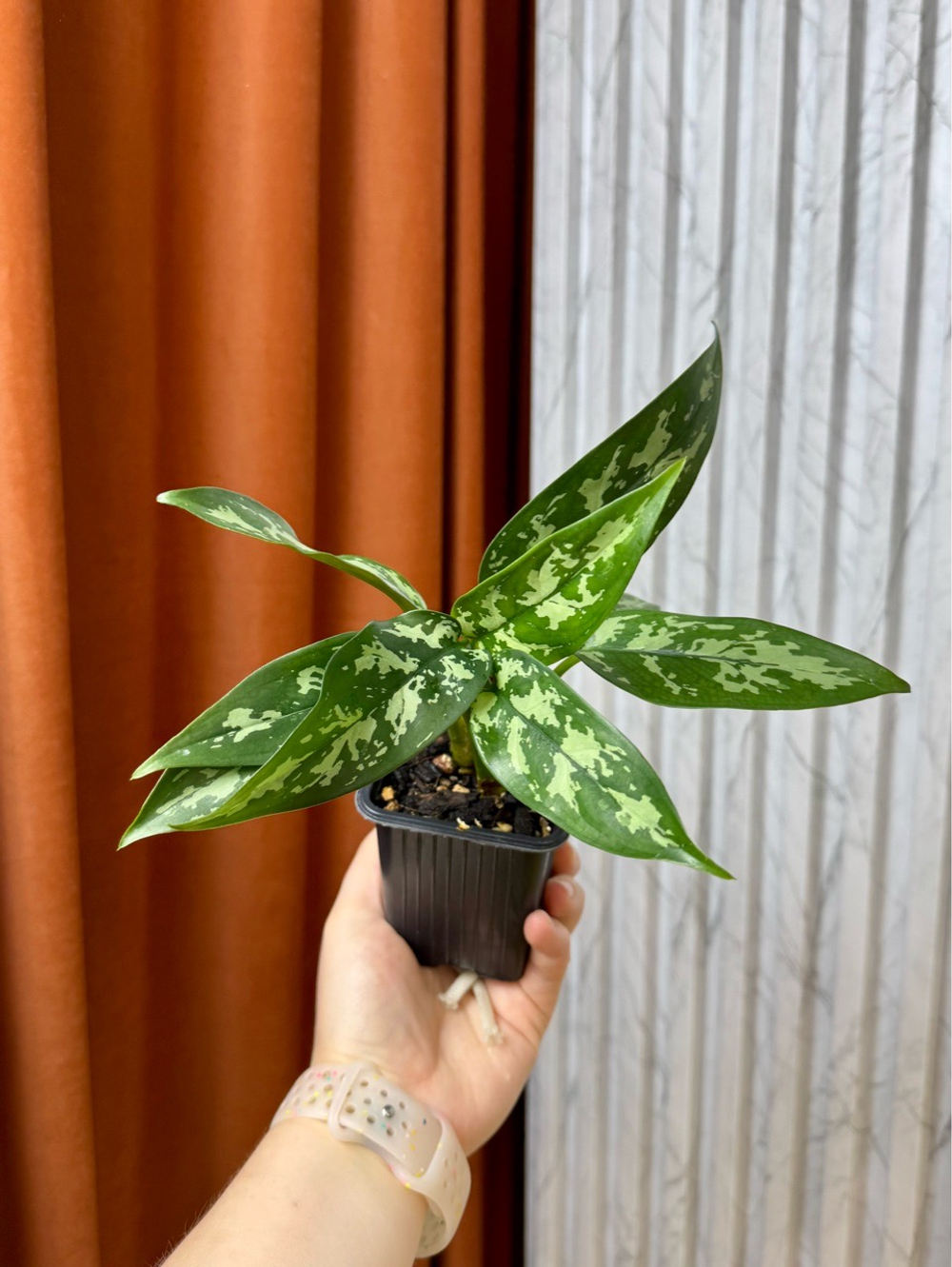 Аглаонема Мария, D8см Н20см, Urban Jungle