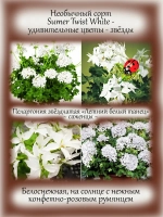 Пеларгония Летний белый танец звёздчатая