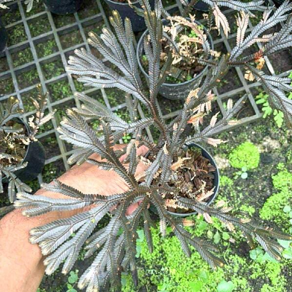 Селагинелла SELAGINELLA SP (P45)