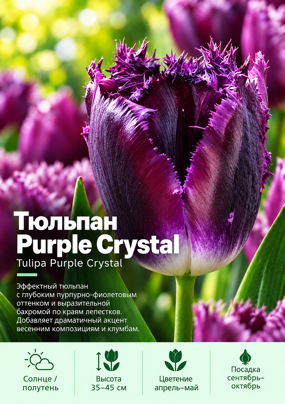 Тюльпан Purple Crystal