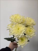 Хризантема в сливочном оттенке