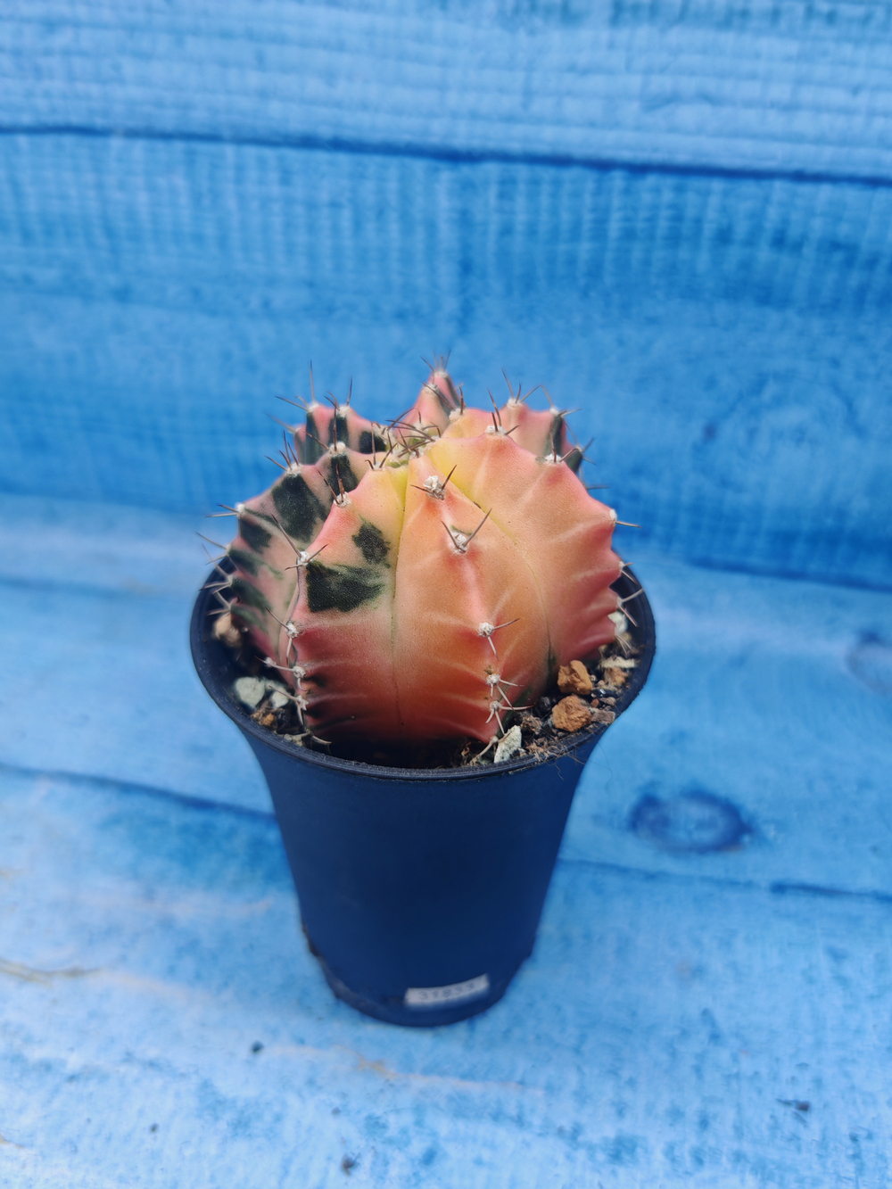 Gymnocalycium Variegata (Гимнокалициум Вариегатный)
