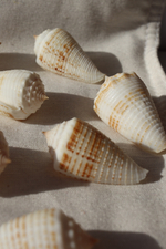 Ракушка конус ролани (Conus rolani)
