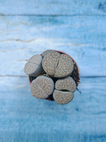 Lithops sp. (Литопсы)