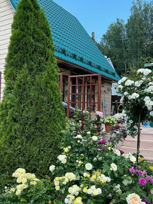 Туя западная Смарагд Р9 20-25 см
