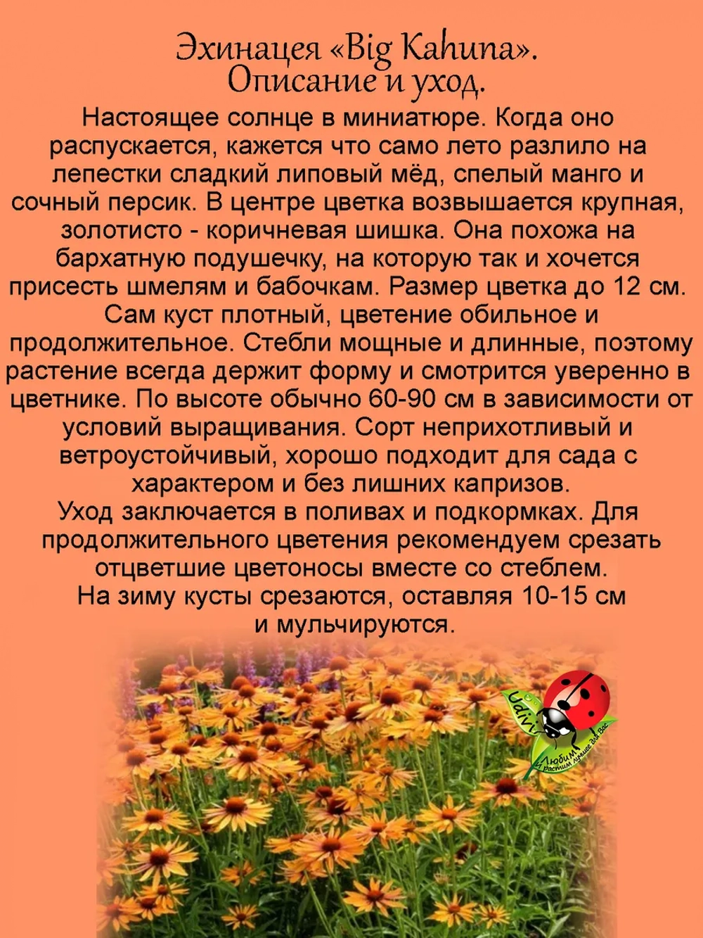 Эхинацея Биг Кахуна крупная