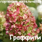 Гортензия метельчатая «Граффити» Р9