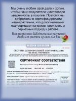 Перец Медуза комнатный острый