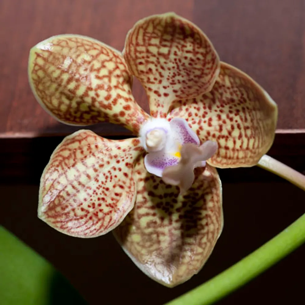 Орхидея Ванда (Vanda orchid) ароматная