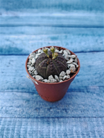 Суккулент Euphorbia Obesa (Эуфорбия)