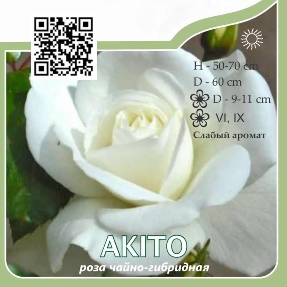 Роза чайно-гибридная "Akito"
