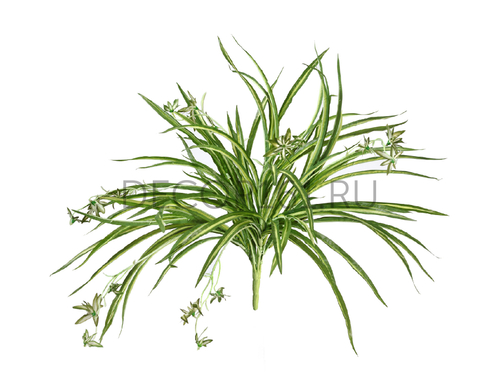 Хлорофитум бело-зелёный куст с ростками в-45 см, д-60 см (Sensitive Botanic) 12/96 20.1192N