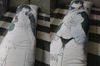 Фотография покупателя 15 - Дакимакура на заказ со своим принтом