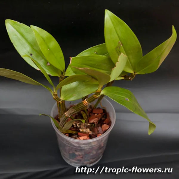 Орхидея Дендробиум (Dendrobium) #3