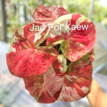 Каладиум JAO POR GAEW (K21)