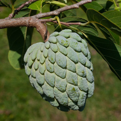 Черимойя Сахарное яблоко аннона (Annona squamosa) семена 5 штук