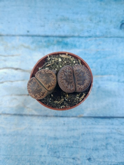 Lithops sp. (Литопсы)