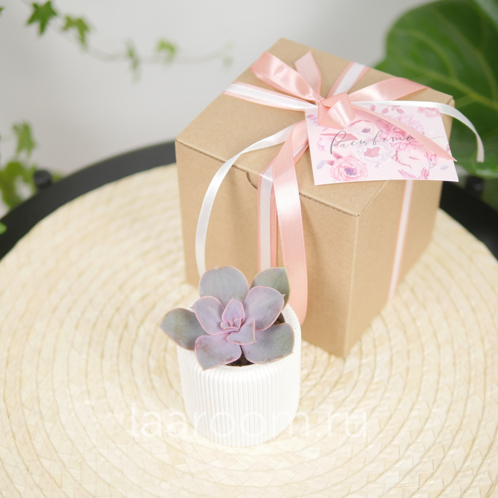 Суккулент в кашпо №1