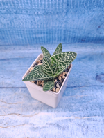 Gasteraloe Aveo (Гастерлоэ)