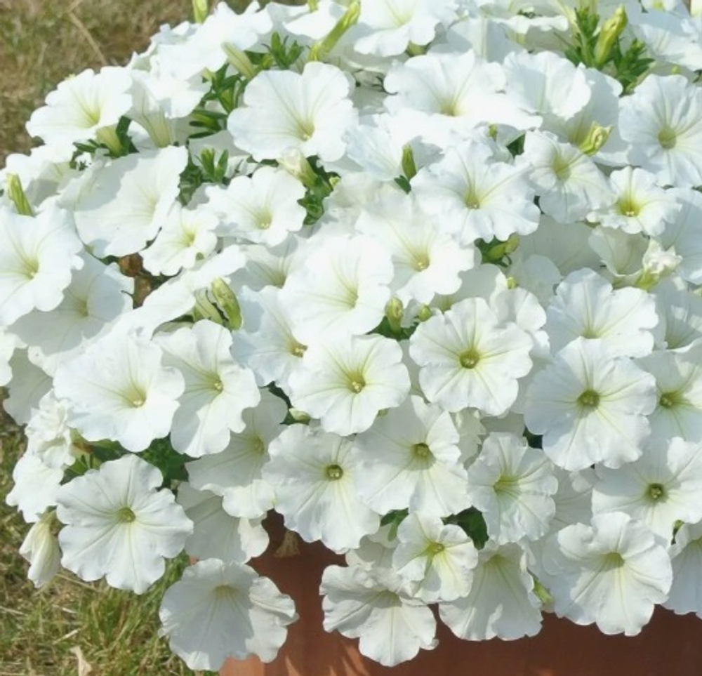ЕВРО OVATION White укоренный черенок МАРТ поставка 23