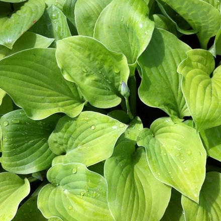 Хоста гибридная "August Moon". Hosta "August Moon".