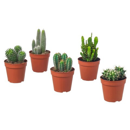 IKEA CACTACEAE  (ИКЕА САСТАСЕАЕ)  -  Растение в горшке - кактус 12 см