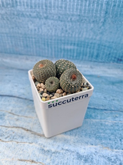 Frailea Pygmaea gloriosa (Фрайлея)