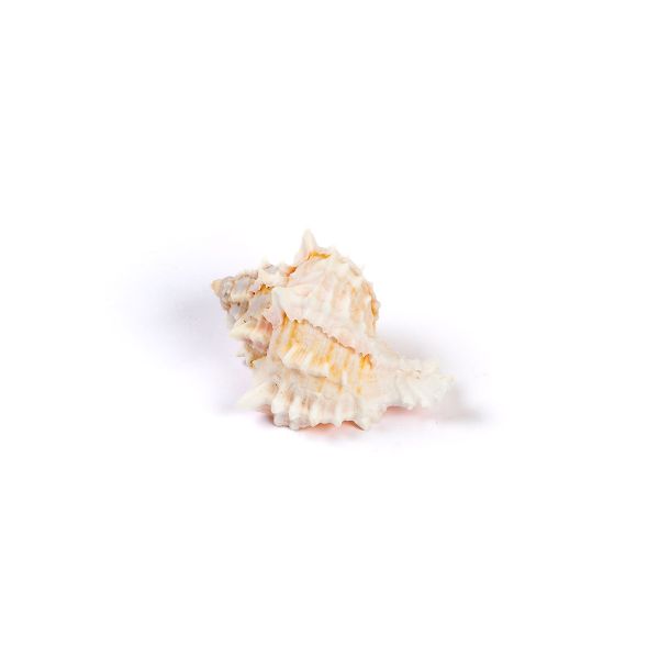 Ракушки декоративные 5.7 см, 1 шт, Pink Murex Asstd, Zlatka DRF-014