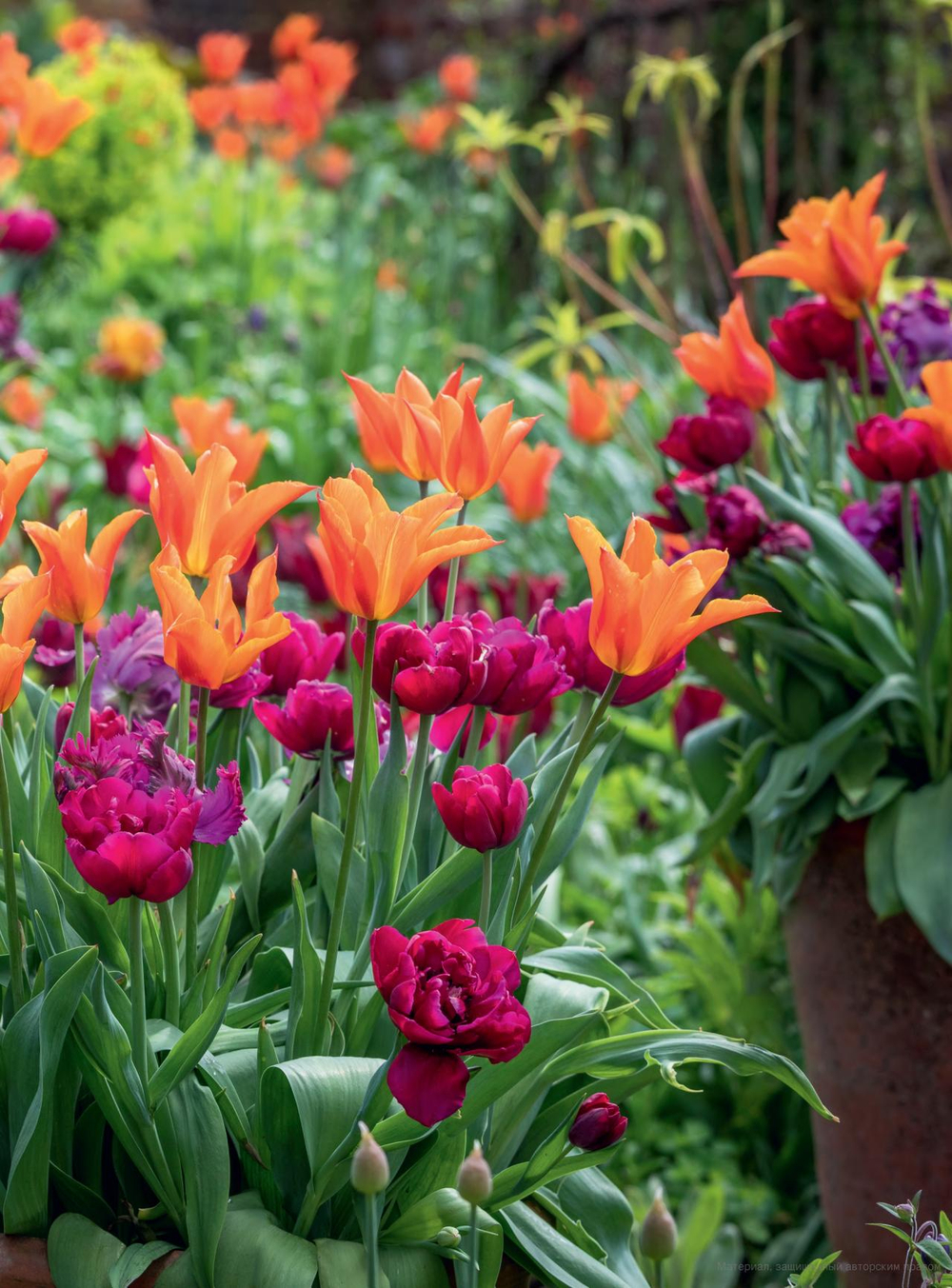 A Year Full of Pots: Container Flowers for All Seasons