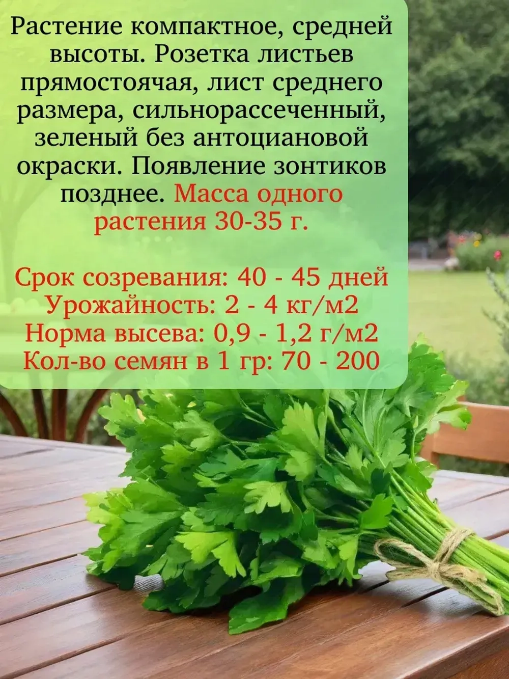 Семена Кориандр (кинза) Карибе10 гр