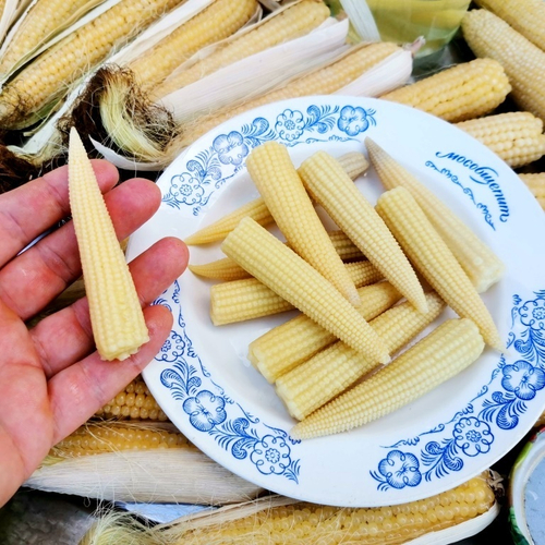 Японская Голозёрная Мини Кукуруза Baby Corn - ヤングコーン