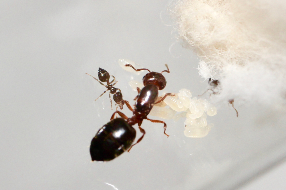 Муравьи Crematogaster sp. из Таиланда