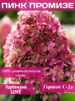 Пинк Промис гортензия метельчатая