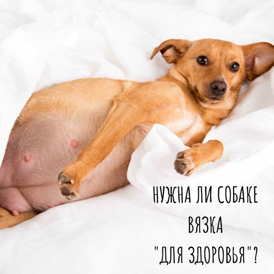 Нужна ли собаке вязка "для здоровья"