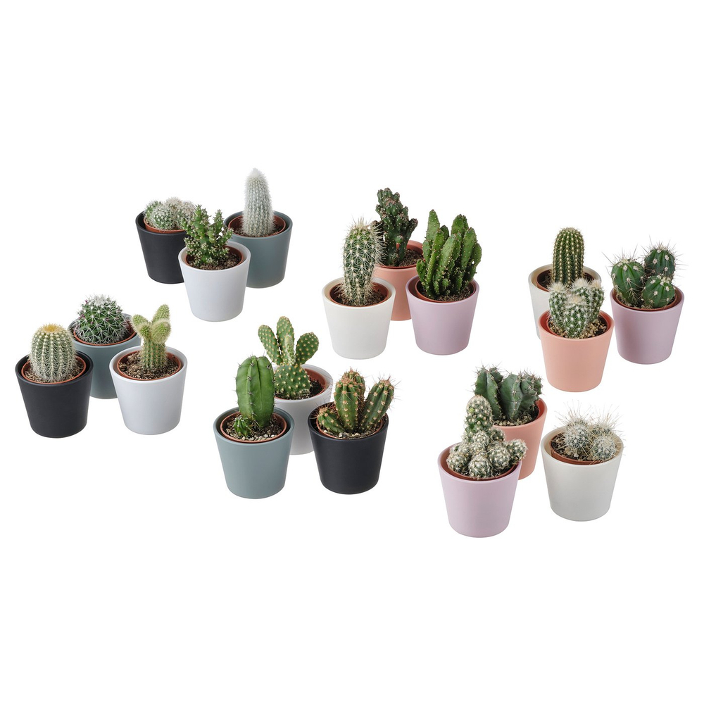 IKEA CACTACEAE  (ИКЕА САСТАСЕАЕ)  -  Растение в горшке - Кактус/разные виды 6 см, 3 шт.