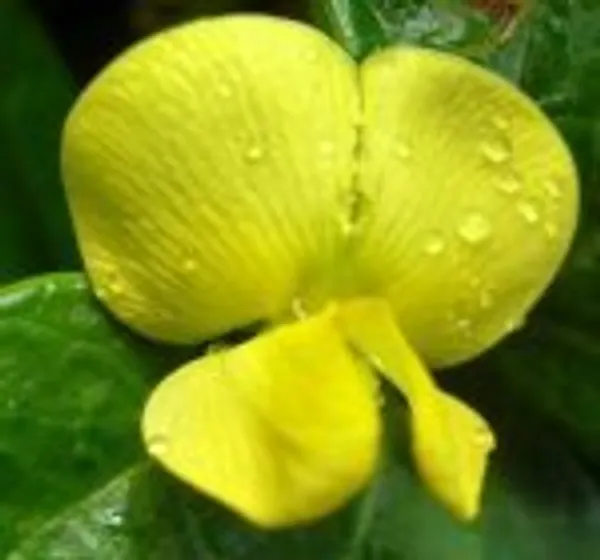 Dolichos biflorus (Конский горошек)