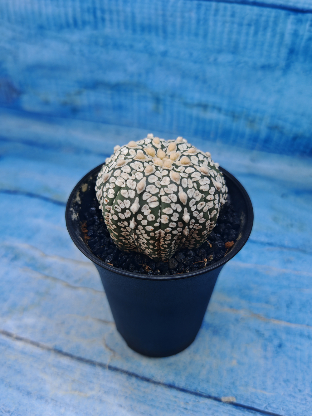 Astrophytum Asterias (Астрофитум)