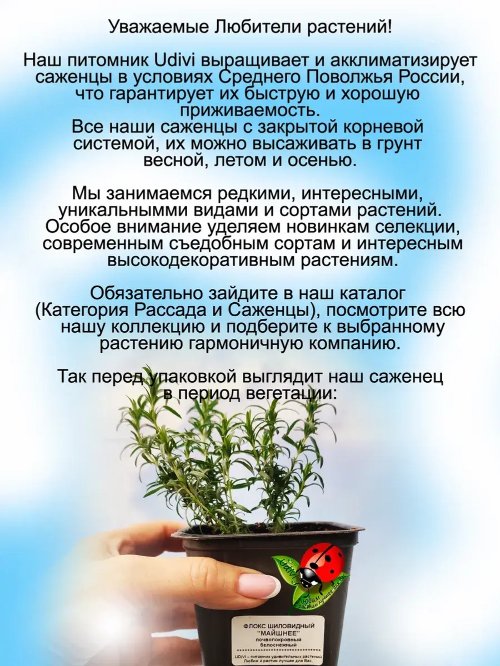 Флокс шиловидный Майшнее белоснежный